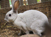 2 mini rex boys