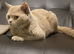Stunning lilac BSH entire male GCCF active dna tested super sweet from toplines!