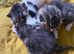 3 beautiful kittens