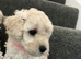 Cream toy poodle puppies