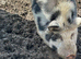 Kune Kune Intact Boar 1 Year old. Beautiful markings and great temperament! Free to a good home:)