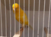 x4 Persian canary’s males available
