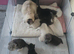 Ragdoll/mainecoon babies ready now