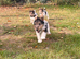 5 X Beautiful Wire Fox Terrier Puppies