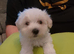 Maltese Puppy
