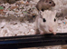 Bonded Pair Of Male Gerbils & Cage