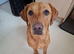 Labrador looking for her forever home
