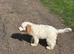 6 month cockapoo marley