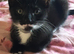 10 week old kittens