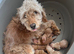 F1b cockapoo 3 girls