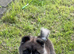 Amerikan akita boy puppy!