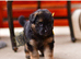 LONGHAIRED SHOW TYPE GSD PUPPIES KC DNA TESTED PARENTS
