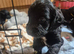 Cockapoo puppies