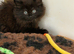 Adorable maine coon kittens