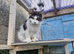Maine coon for sale