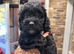 3 beautiful fluffy Jackapoo puppies