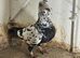 Roland jansen pigeon Tiger grizzle