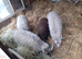 We're happy to offer a loving 5 home to any unwanted livestock or poultry.