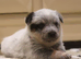 Australian Cattle Dog Puppies