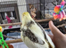 Hand reared baby Cockatiel
