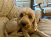Beautiful Red Cockapoo Girl Rosie - 16 Months Old