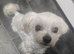 8 year old Maltese girl
