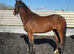 AES reg sports horse eligible for reg as pre fusion