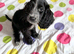 Amazing cockapoo