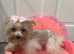 True Tea cup Yorkshire Terrier