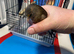 Red diamond dove with the cage