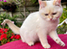 Delightful Golden Colourpoint Female Kitten