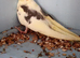 Young Cockatiels