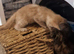 3/4 maine coon kittens