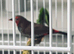 Painted Finches
