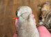 Male pug puppy