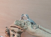 Baby beardies
