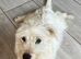 West highland terrier x Maltese boy