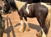 12mth gelding