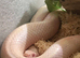 13yo Male snow corn snake