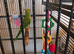indian ringneck