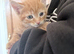 Beautiful ginger kittens