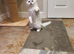 Beautiful Pedigree Chinchilla Persian Kitten
