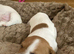JACK RUSSELL TERRIOR