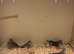 24 Zebra Finches