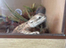 Rankin lizard