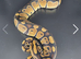 Breeding group! 3 snakes Dreamsicle project