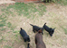 5 patterdale terrier pups ready now