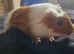 Mixed crested guinea pigs