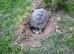 Baby Spur-thigh Tortoises for sale