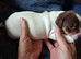 Stunning Jack Russell's ,Hastings